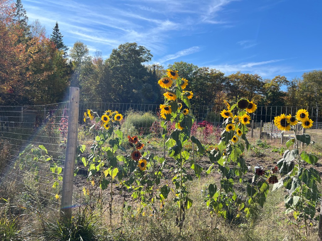 Blue skies, nothing but blue&nbsp;skies!