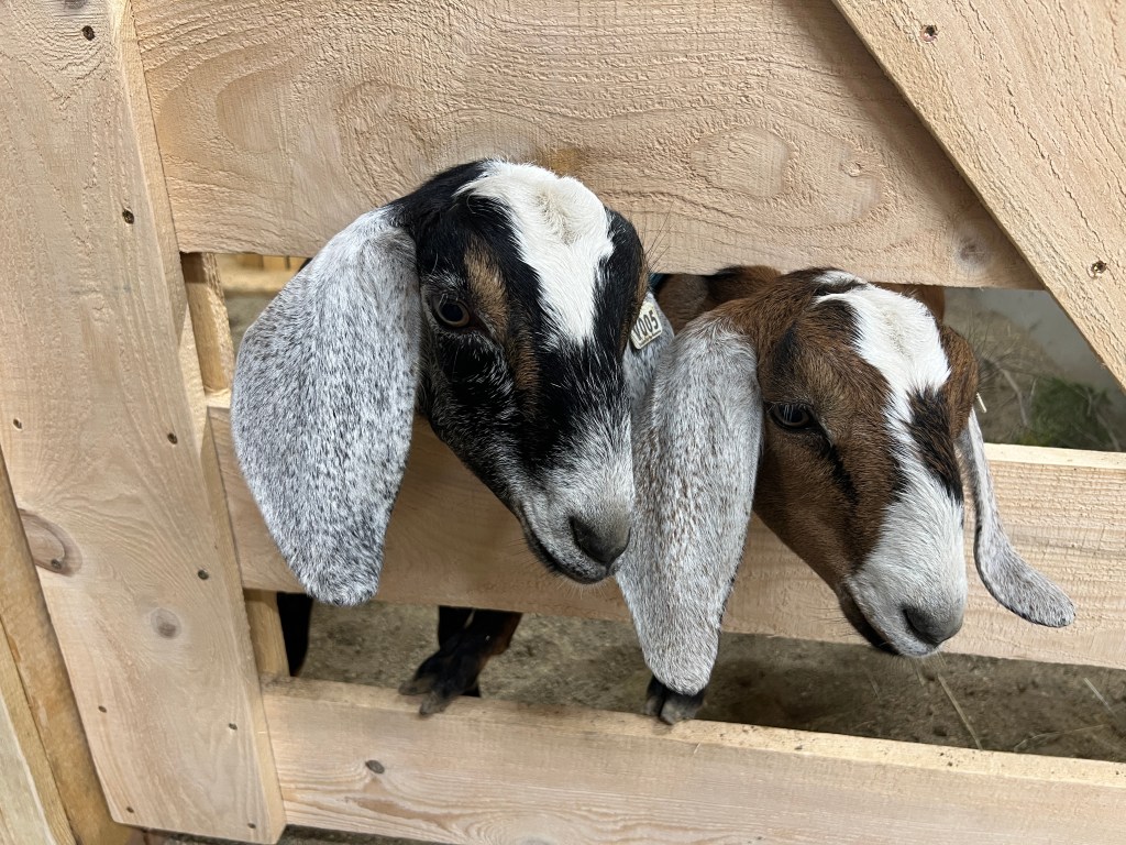 Two goats with distinctive markings peering through a wooden fence.