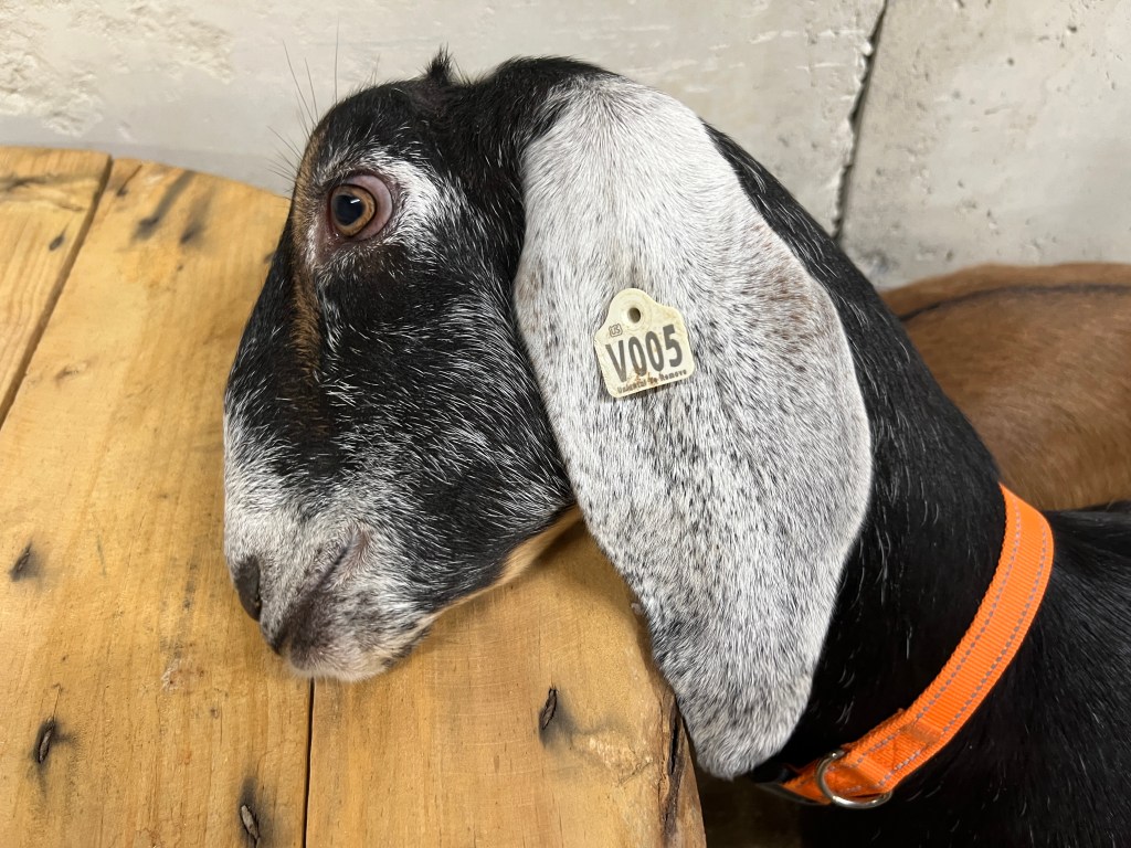 Close-up of a goat's head resting on a wooden surface, featuring distinctive markings and an identification tag labeled 'V005'.