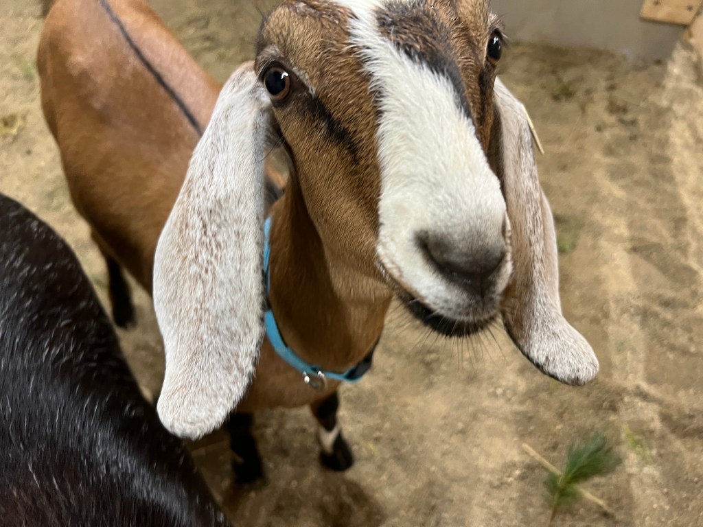 Close-up of a brown goat with large ears and a white face, looking directly at the camera.