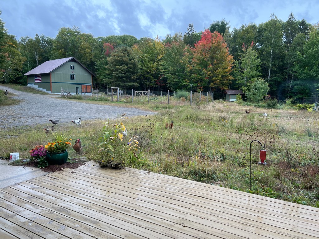 View of a rural landscape with a green barn, gravel path, and colorful autumn trees in the background, featuring several chickens roaming in the grassy area.