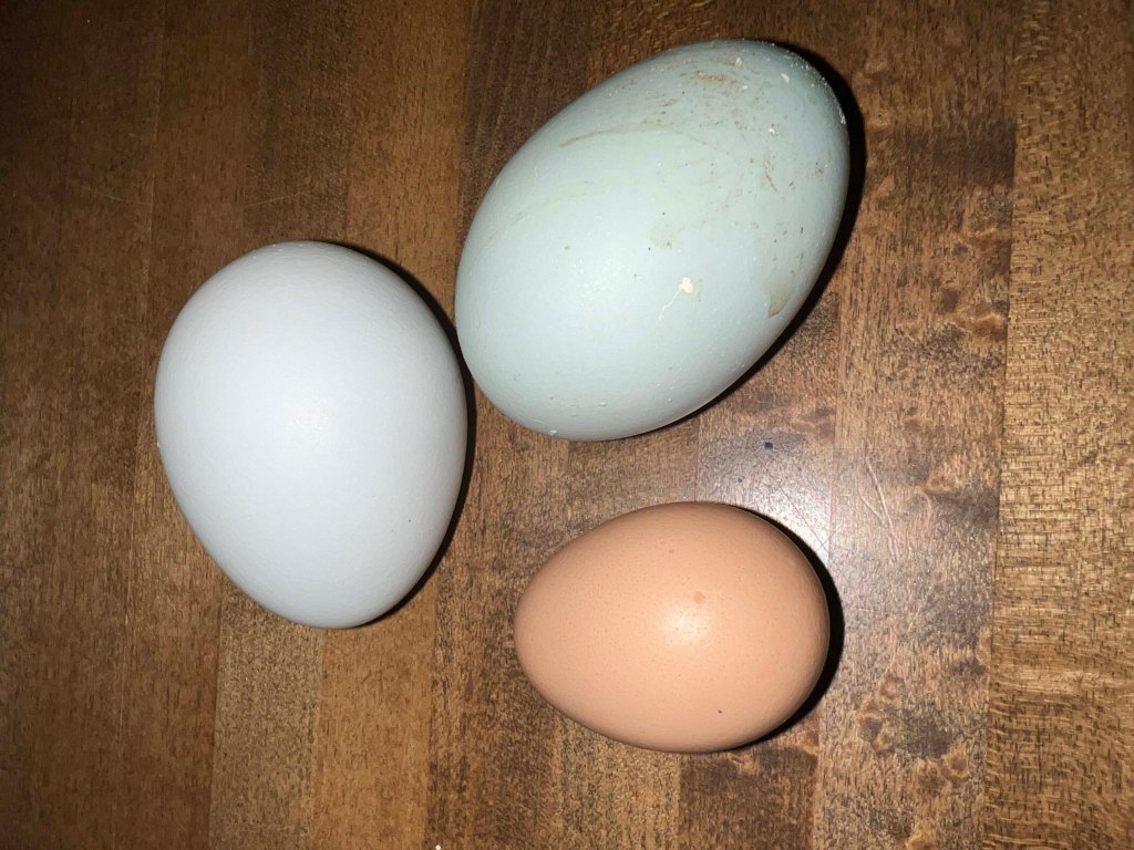 Three eggs of different sizes and colors resting on a wooden surface.